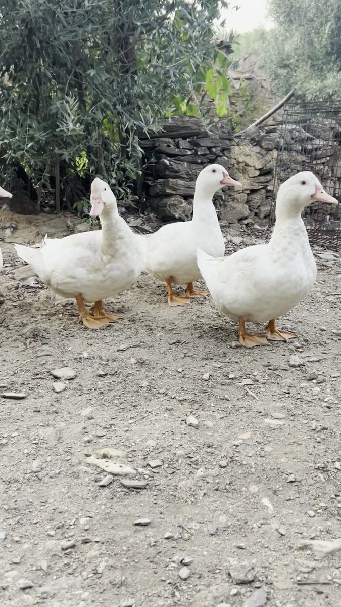 Os patos